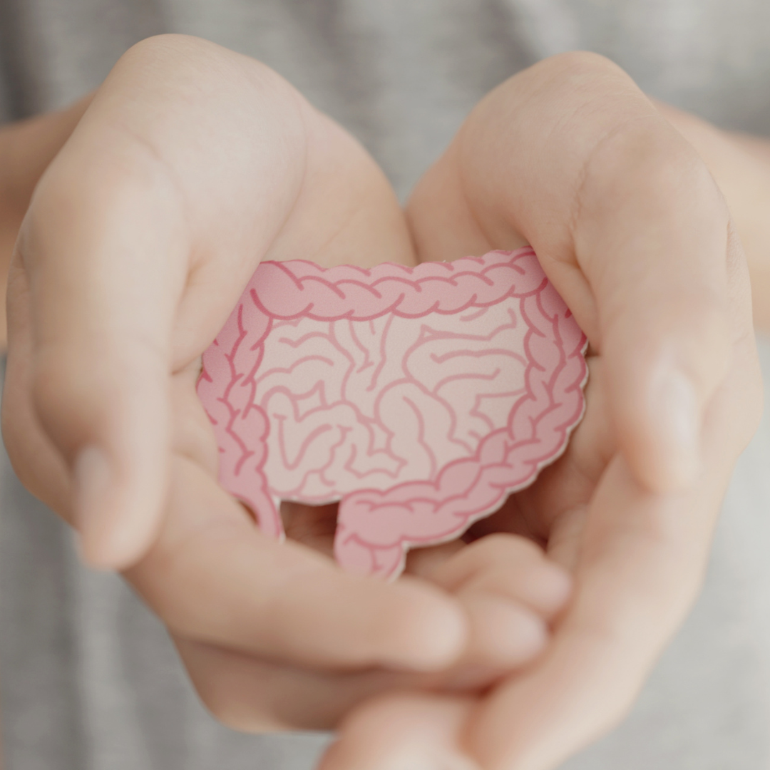 Hands holding a stylized illustration of intestines, representing gut health and colonoscopy preparation.